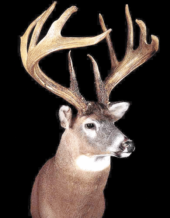 Jordan Buck3 .gif